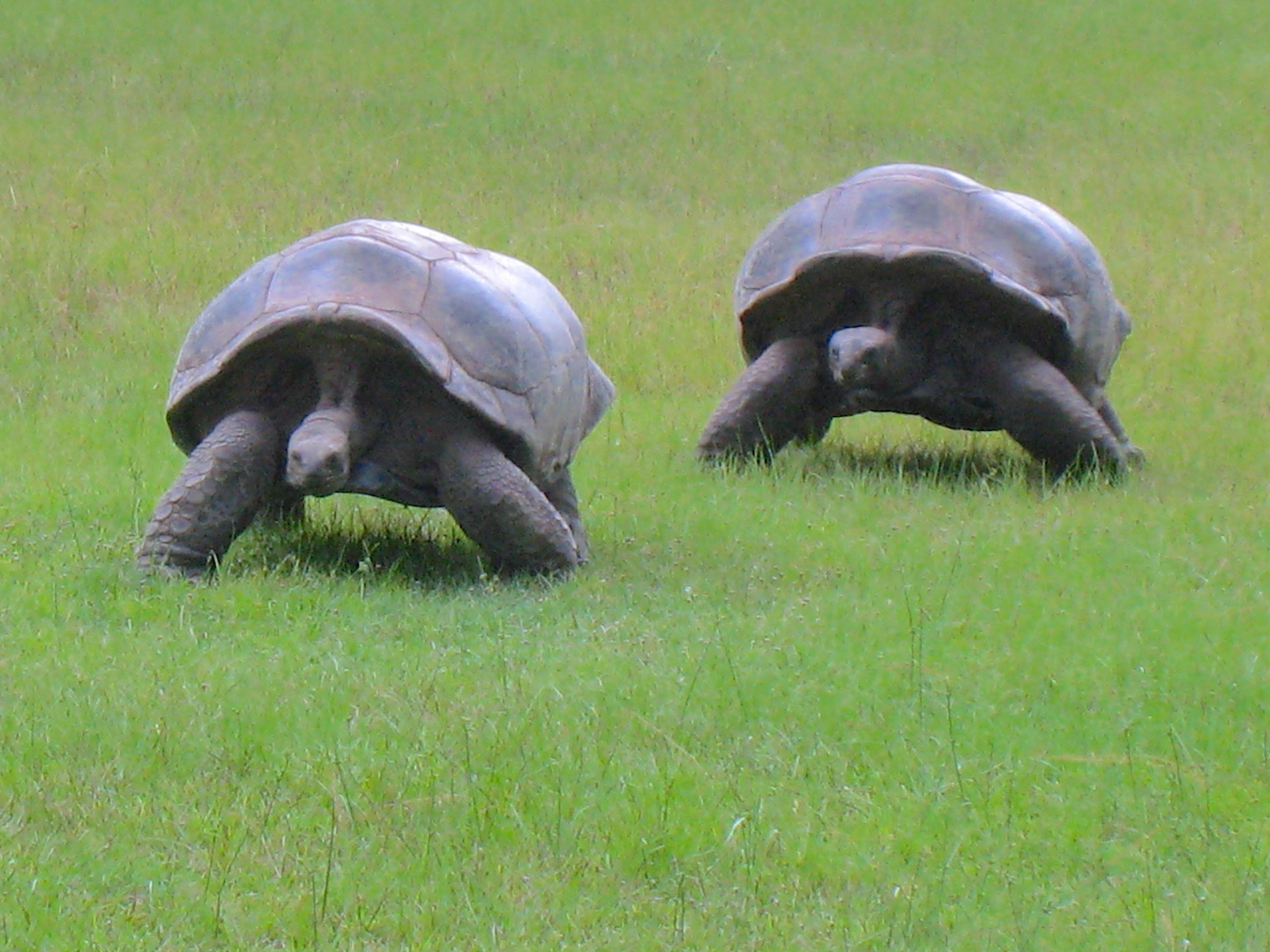 ALDABRA BREEDER