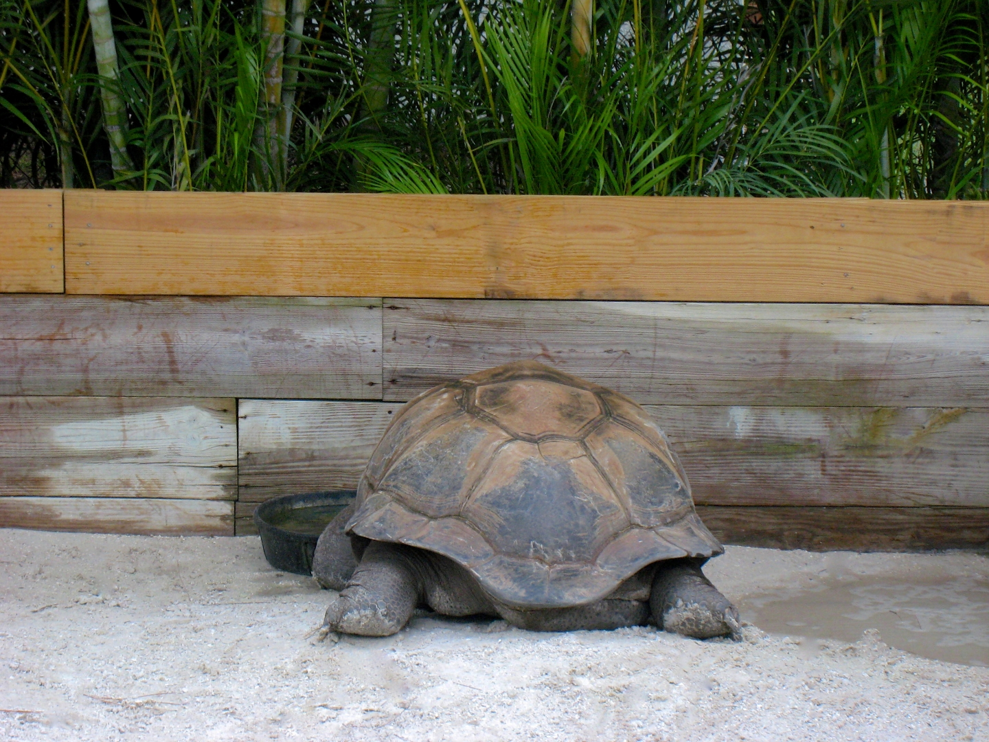 ALDABRA BREEDER