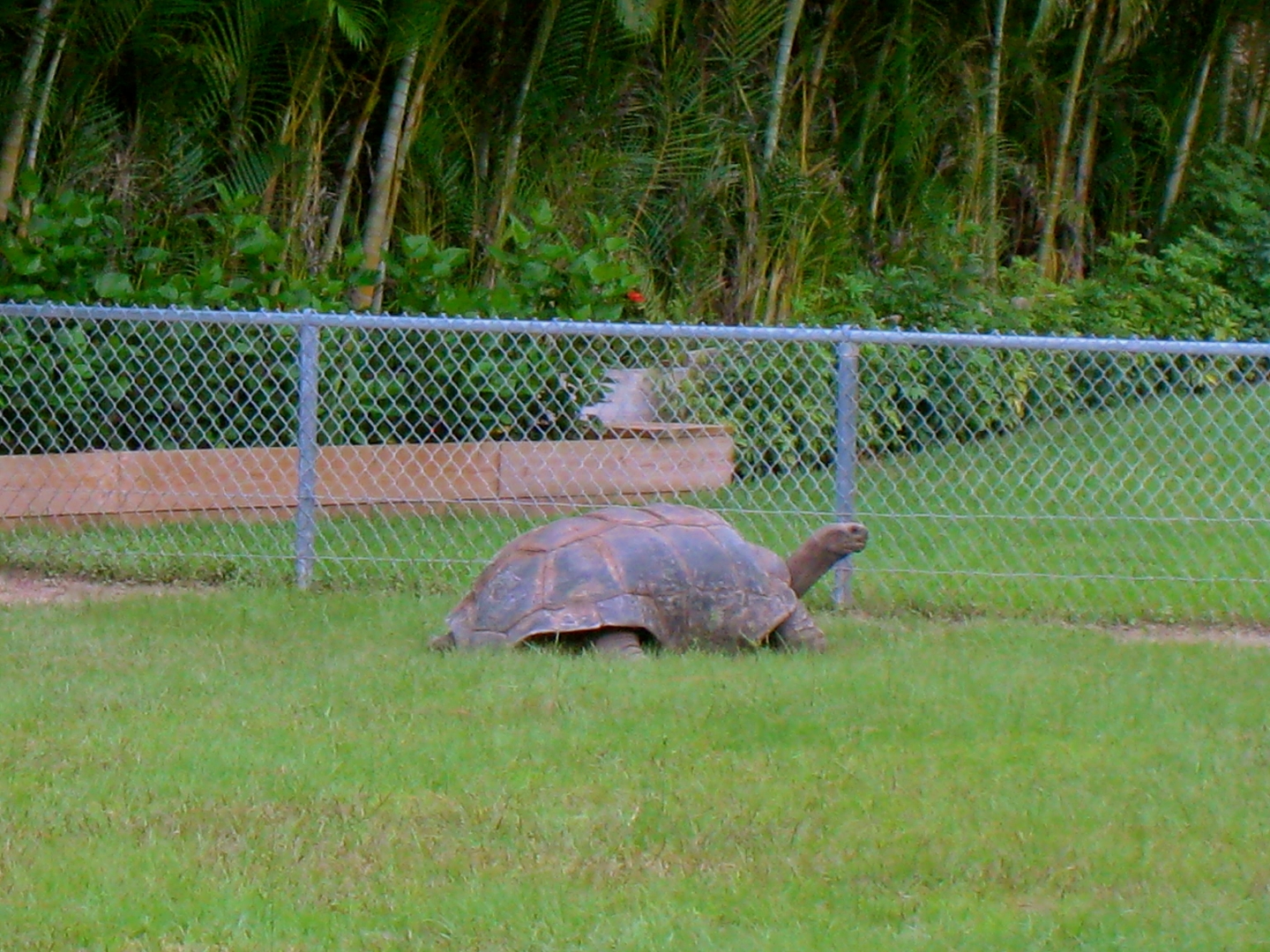 ALDABRA BREEDER