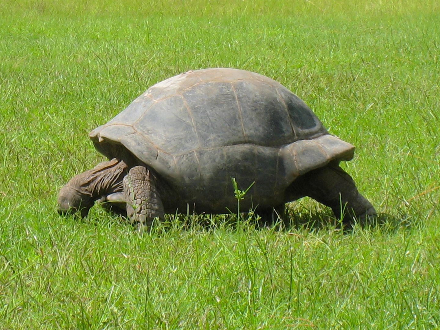 ALDABRA BREEDER