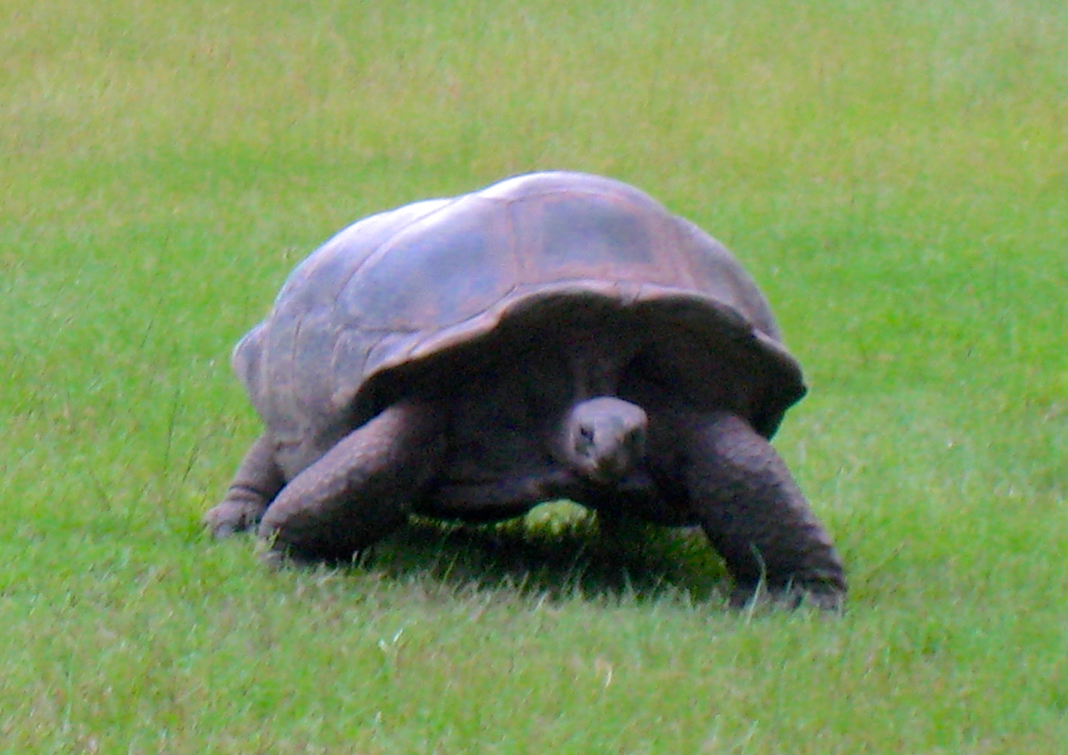ALDABRA BREEDER