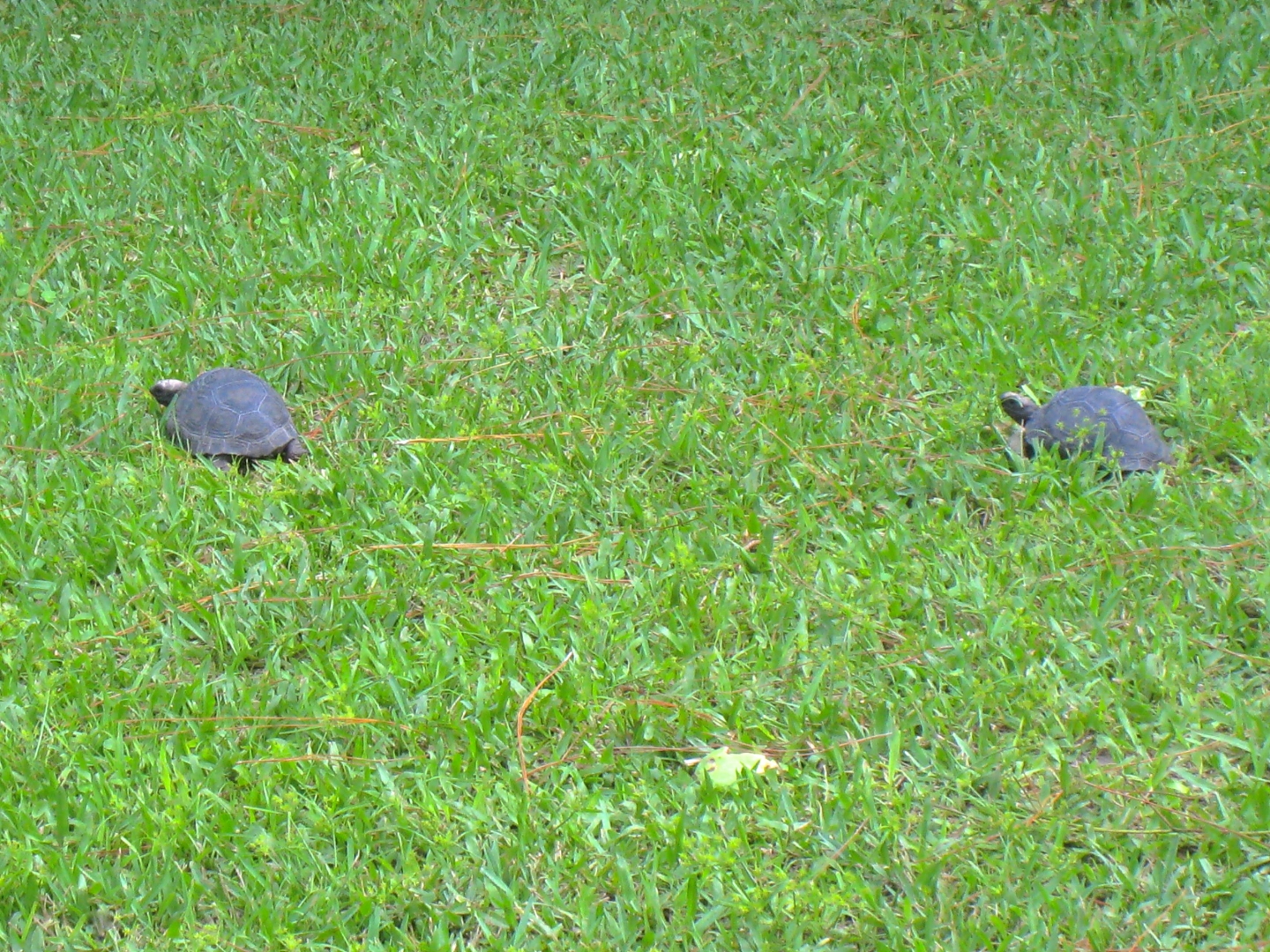 ALDABRA BREEDER