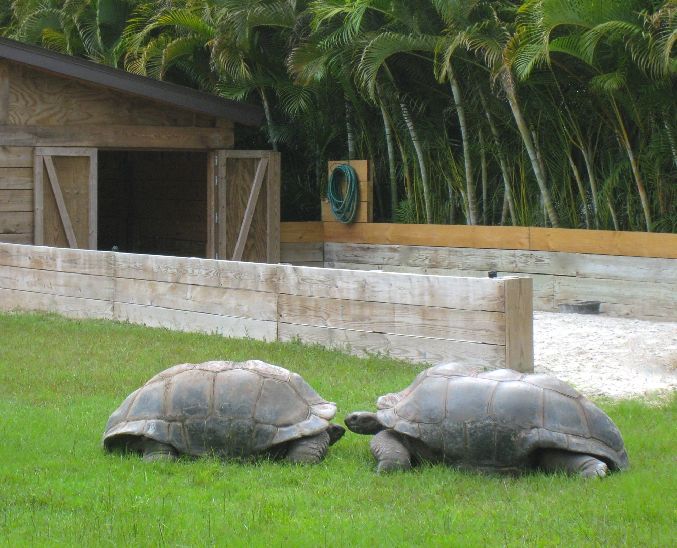 ALDABRA BREEDER