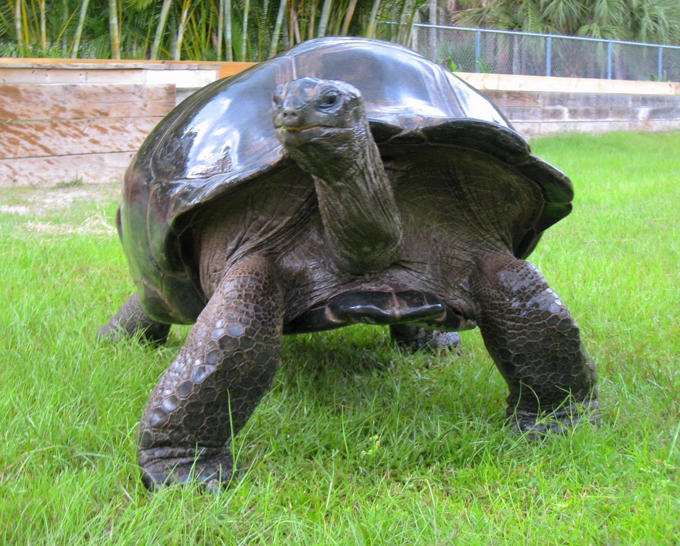 ALDABRA BREEDER