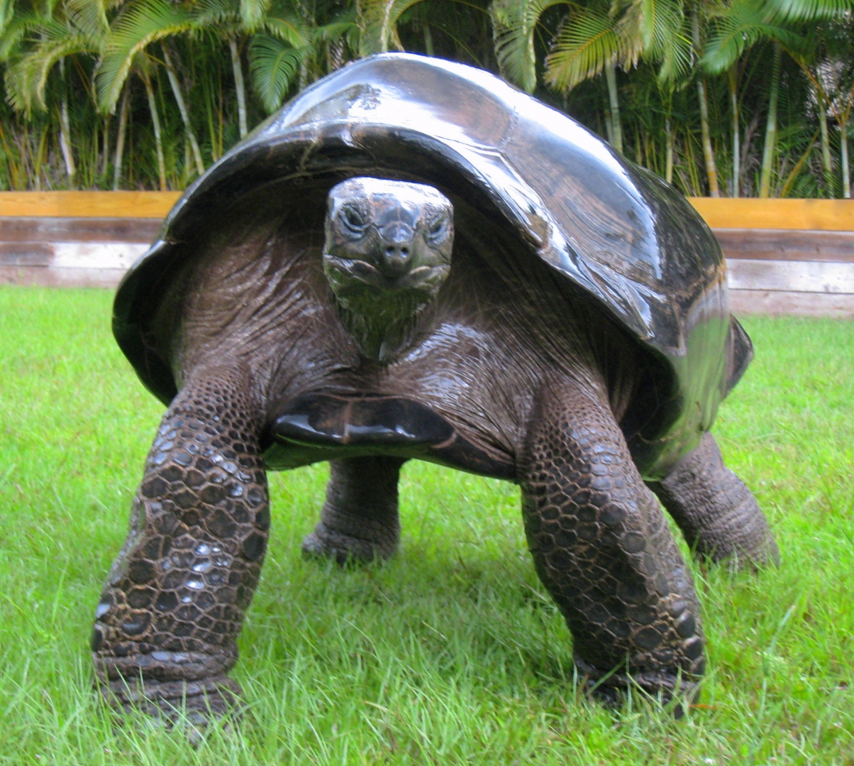 ALDABRA BREEDER