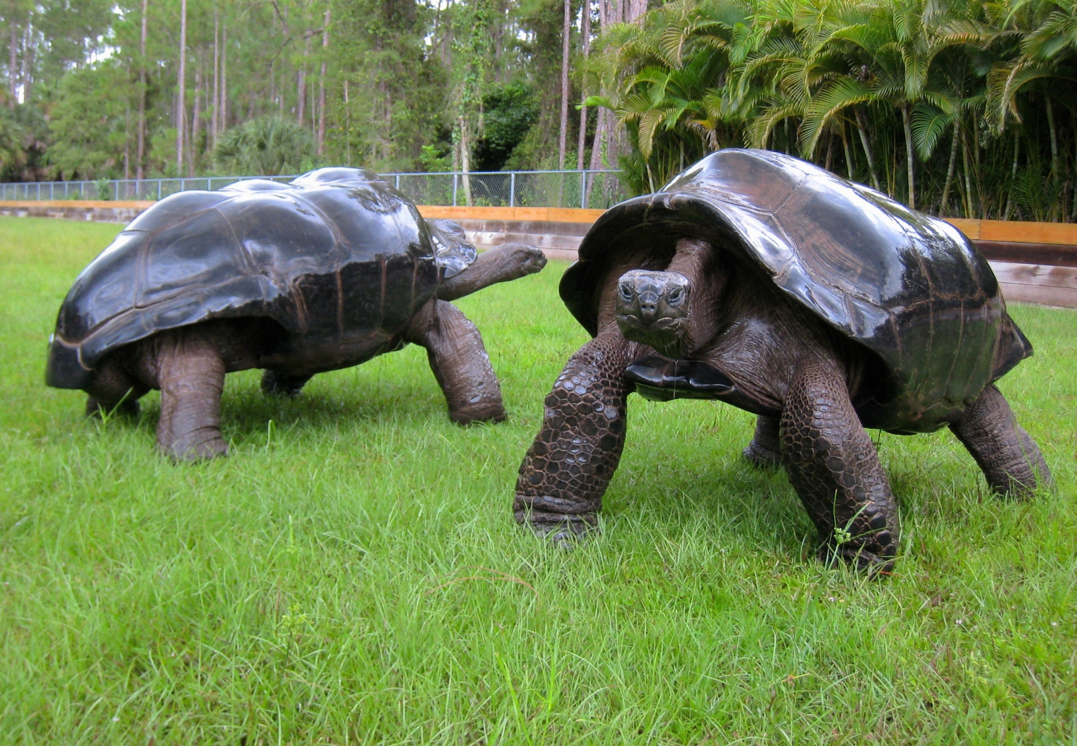 ALDABRA BREEDER