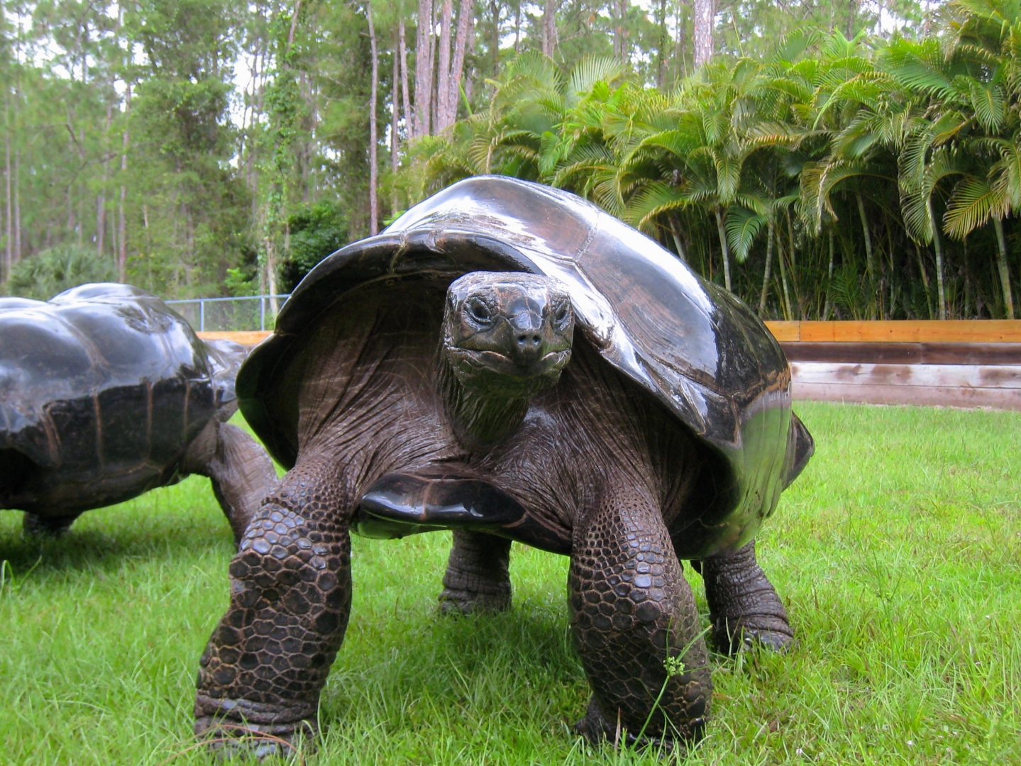 ALDABRA BREEDER