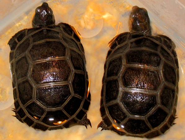 ALDABRA BREEDER