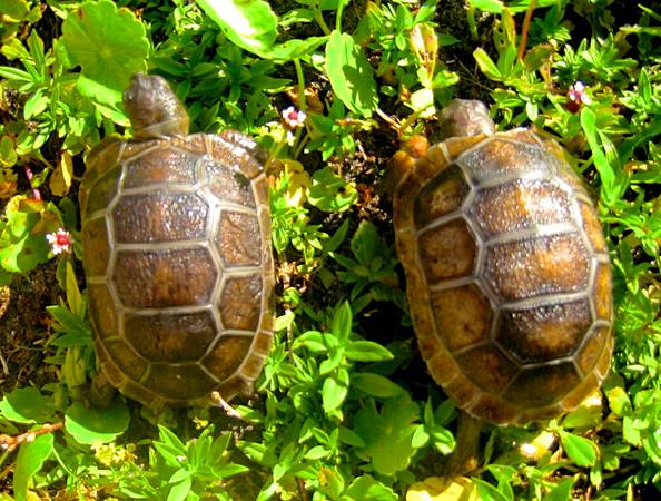 ALDABRA BREEDER