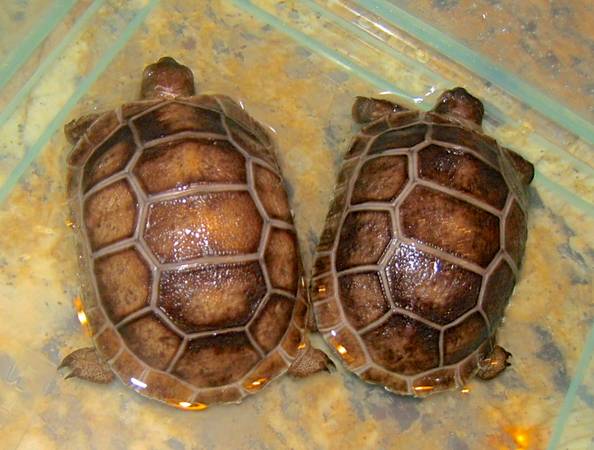 ALDABRA BREEDER