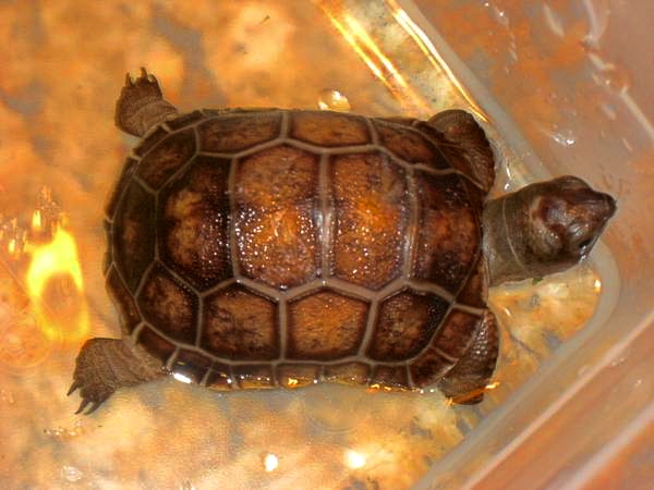ALDABRA BREEDER
