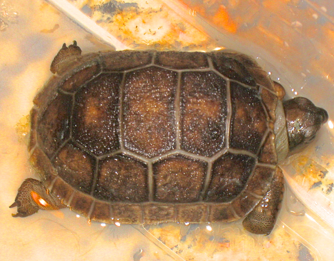 ALDABRA BREEDER