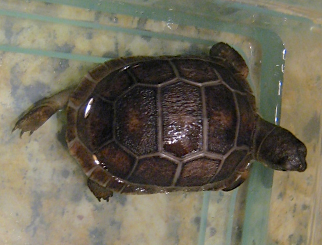 ALDABRA BREEDER