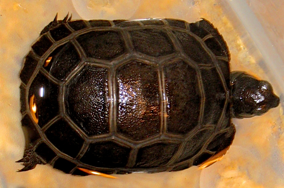 ALDABRA BREEDER