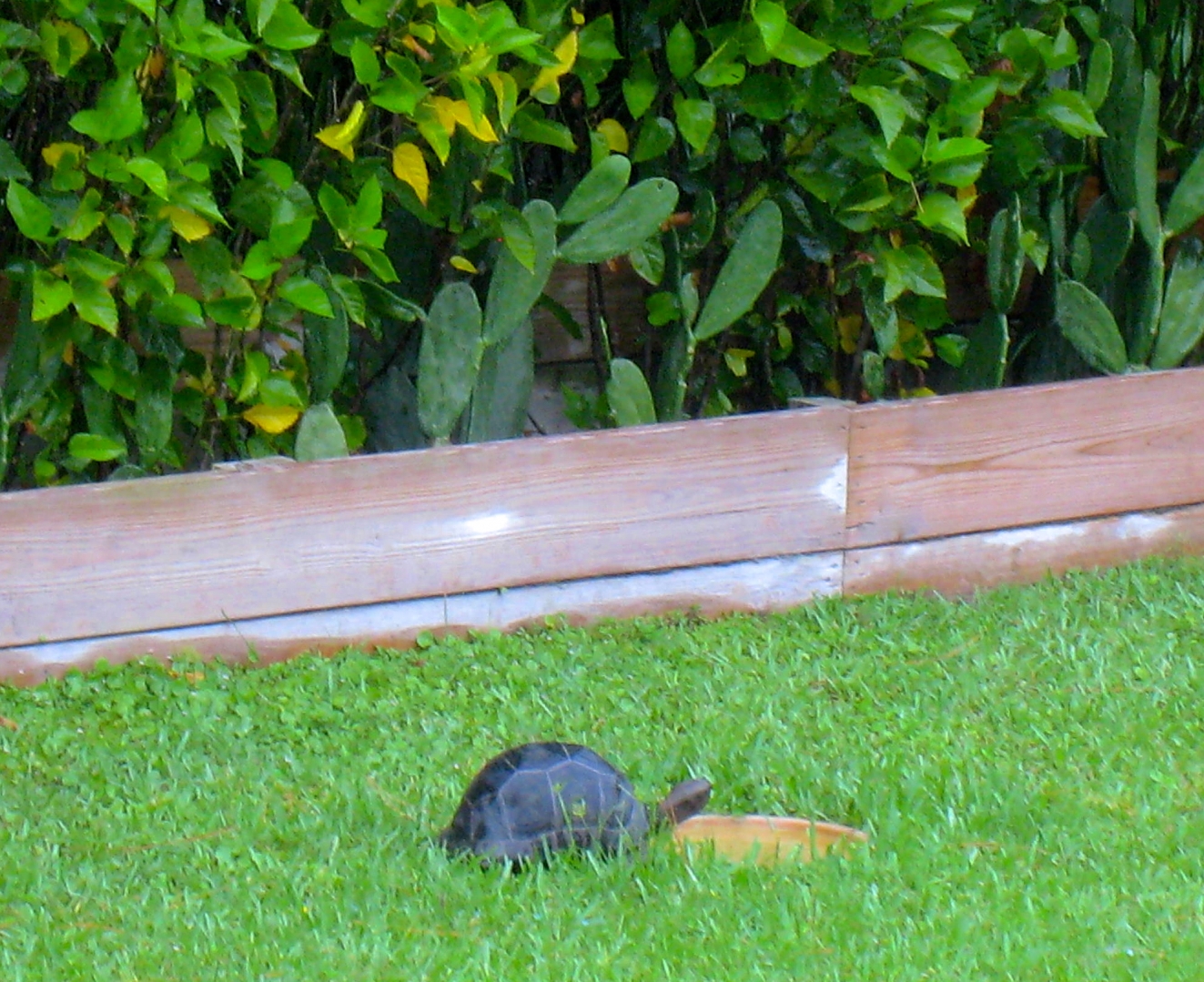 ALDABRA BREEDER