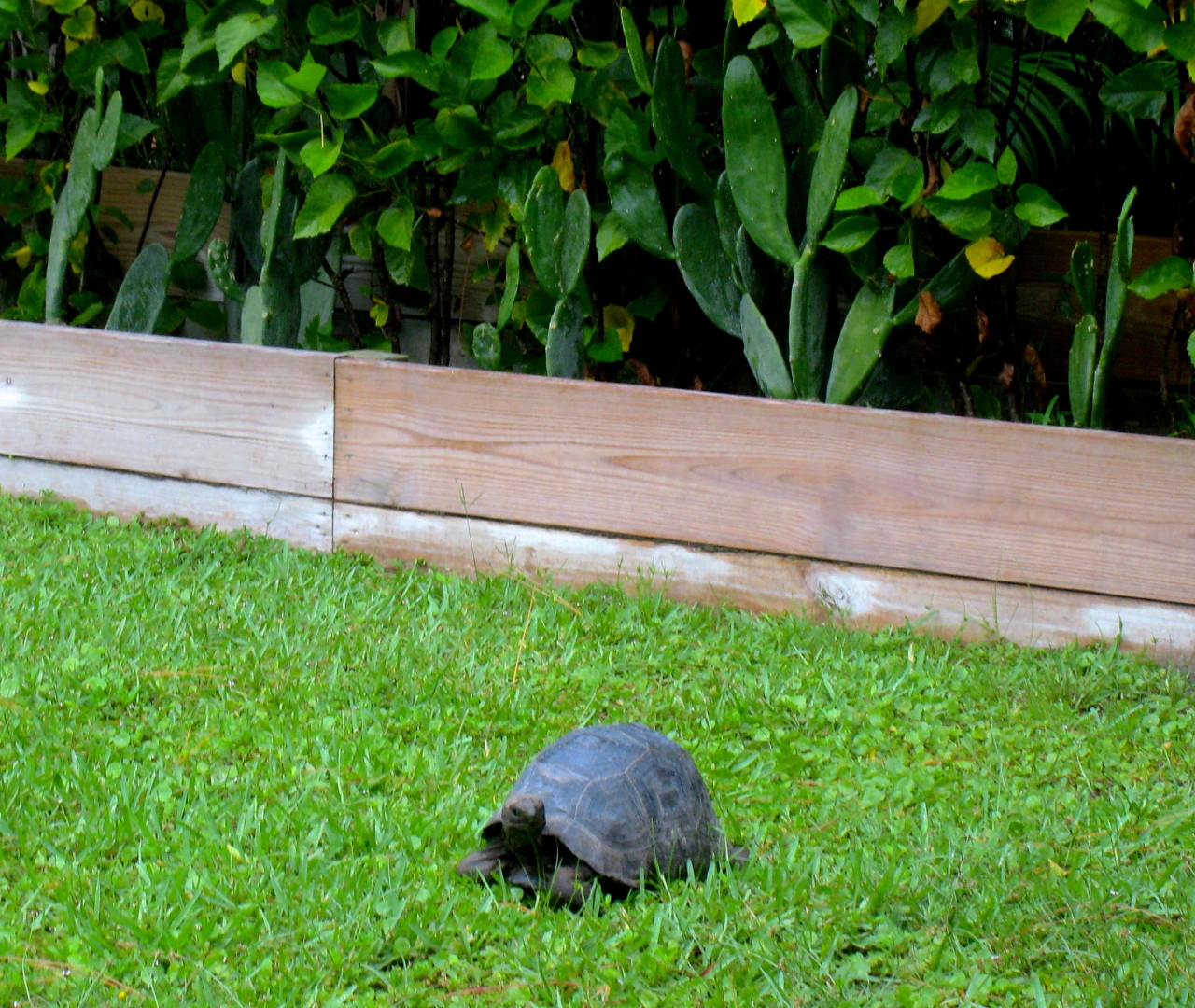 ALDABRA BREEDER