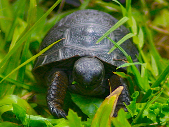 ALDABRA BREEDER