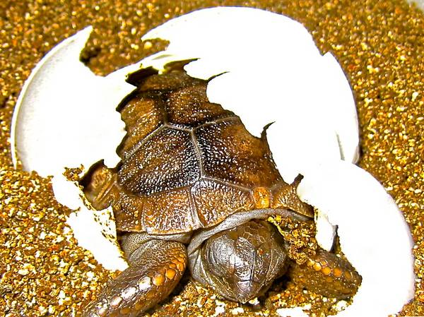 ALDABRA BREEDER