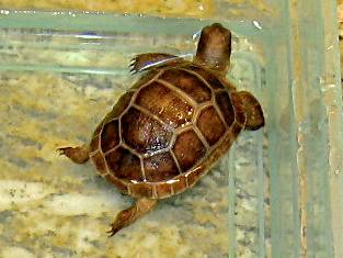 ALDABRA BREEDER