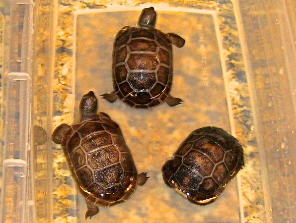 ALDABRA BREEDER