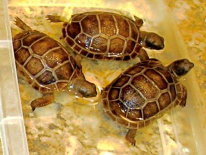 ALDABRA BREEDER
