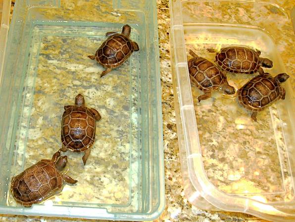 ALDABRA BREEDER