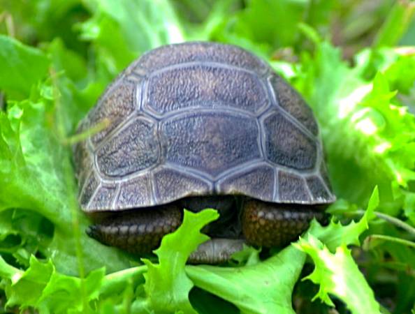 ALDABRA BREEDER