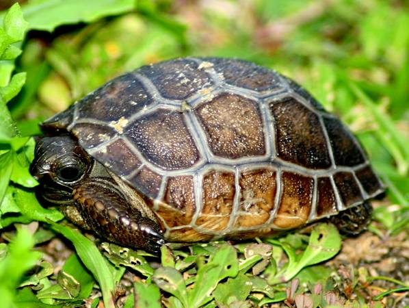 ALDABRA BREEDER
