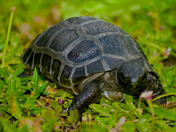 ALDABRA BREEDER