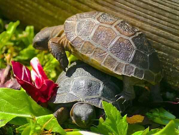 ALDABRA BREEDER