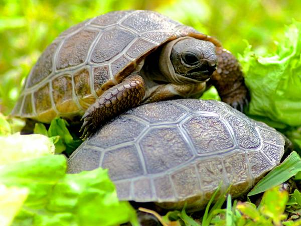 ALDABRA BREEDER