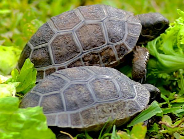 ALDABRA BREEDER