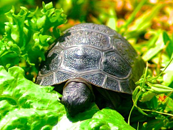 ALDABRA BREEDER