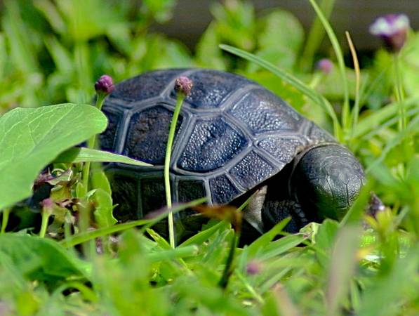 ALDABRA BREEDER