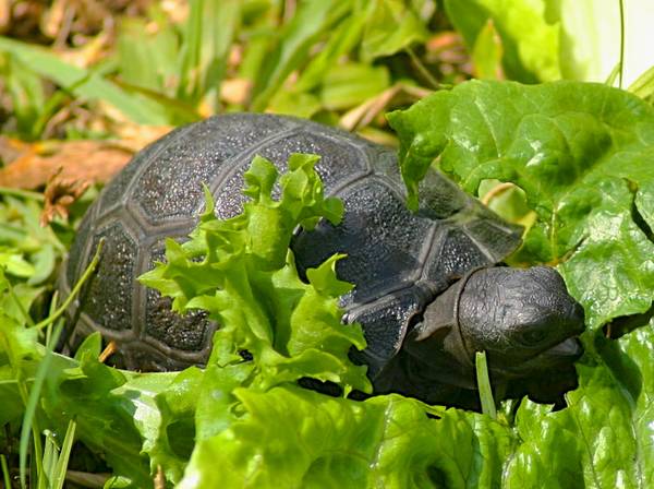 ALDABRA BREEDER