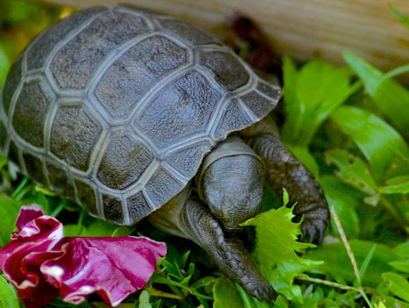 ALDABRA BREEDER