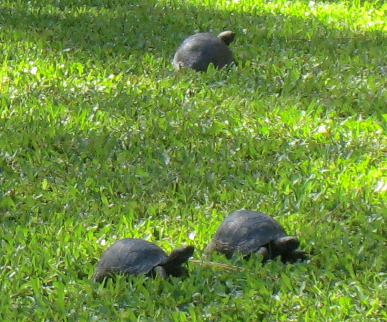 ALDABRA BREEDER