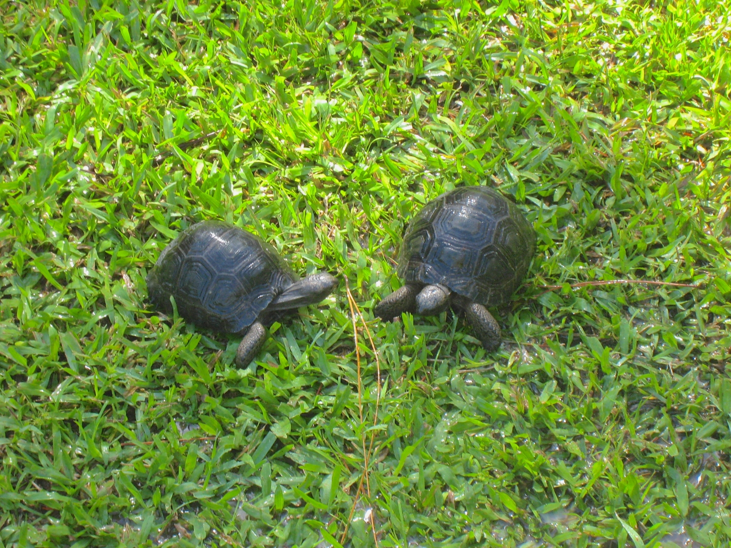 ALDABRA BREEDER