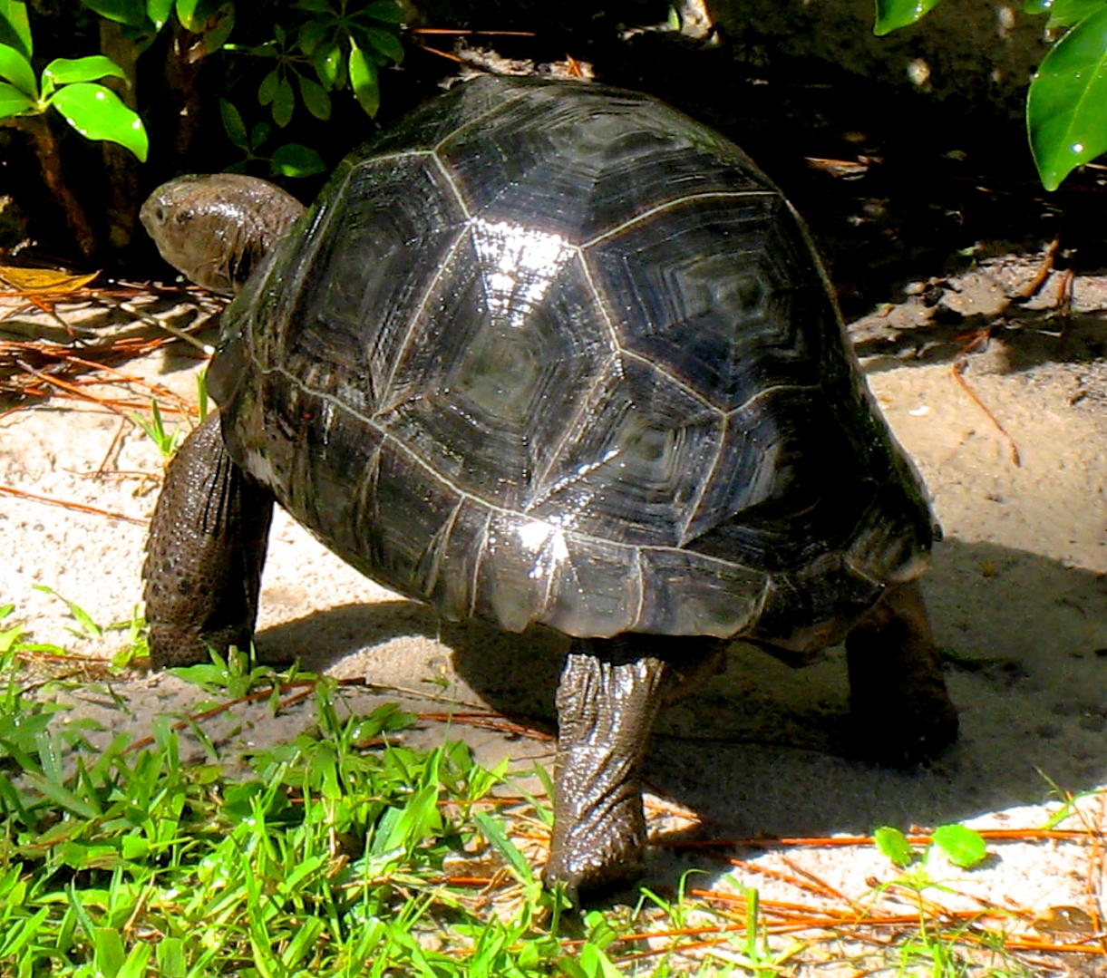 ALDABRA BREEDER