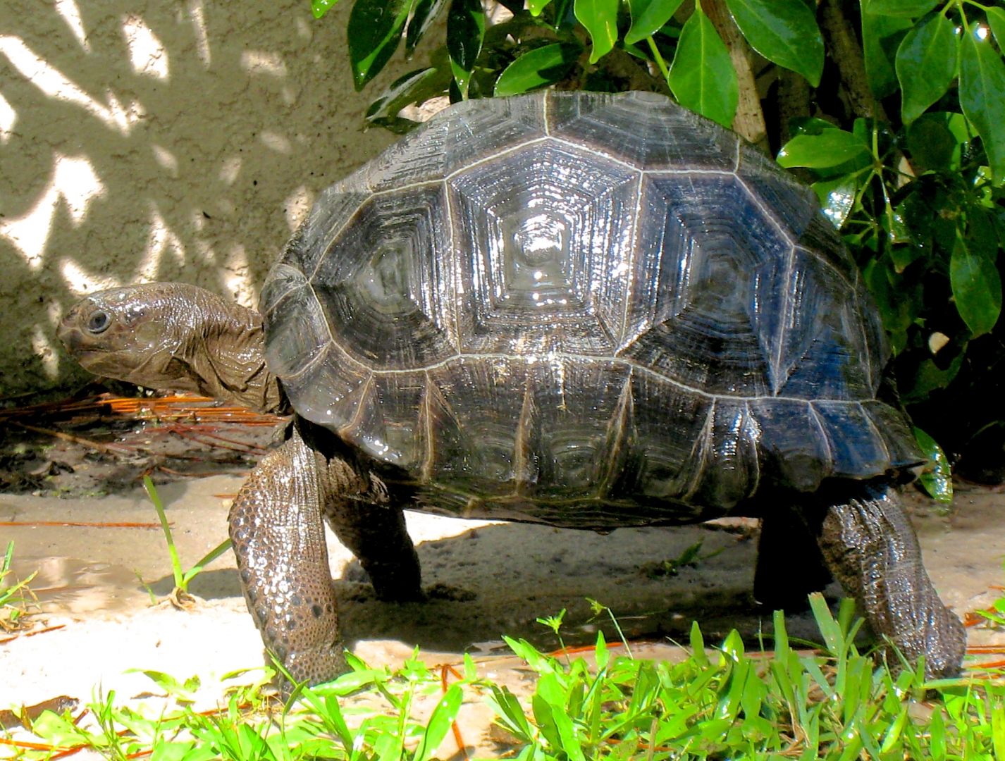 ALDABRA BREEDER