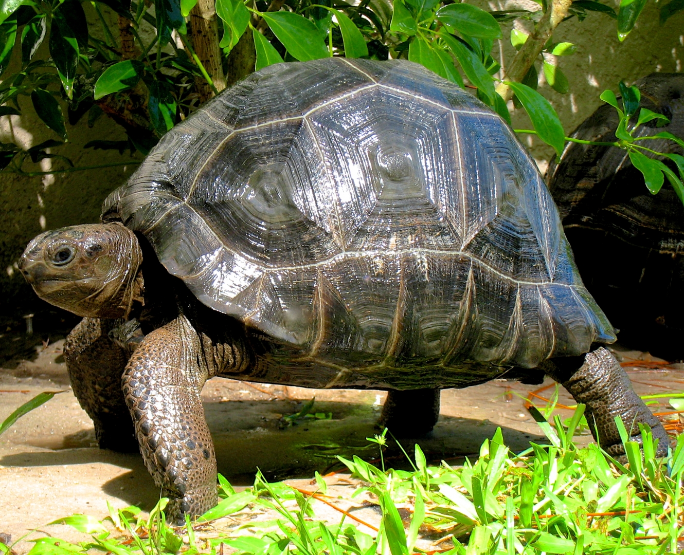 ALDABRA BREEDER