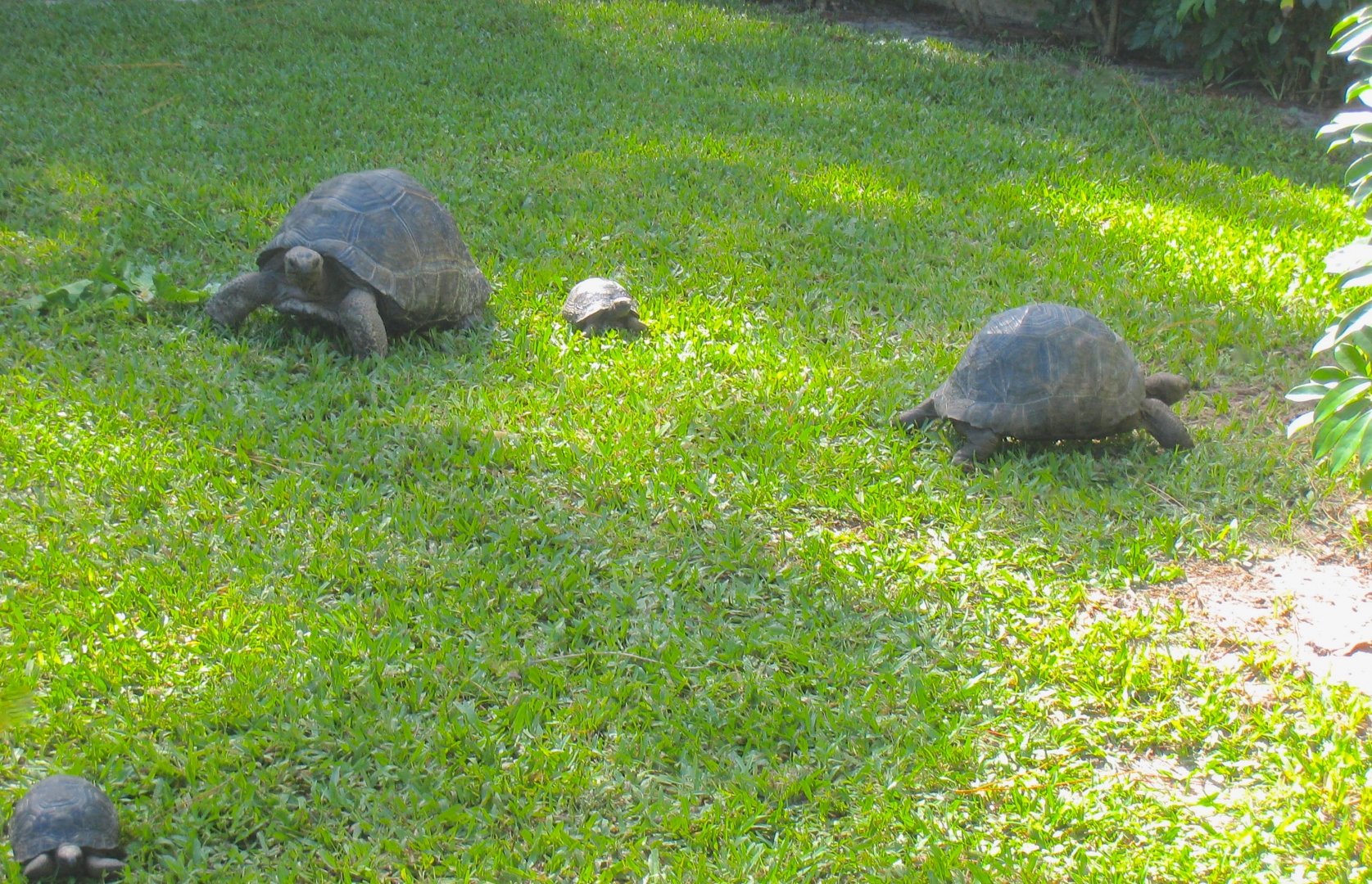 ALDABRA BREEDER