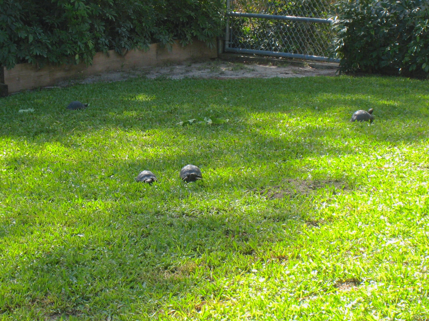 ALDABRA BREEDER