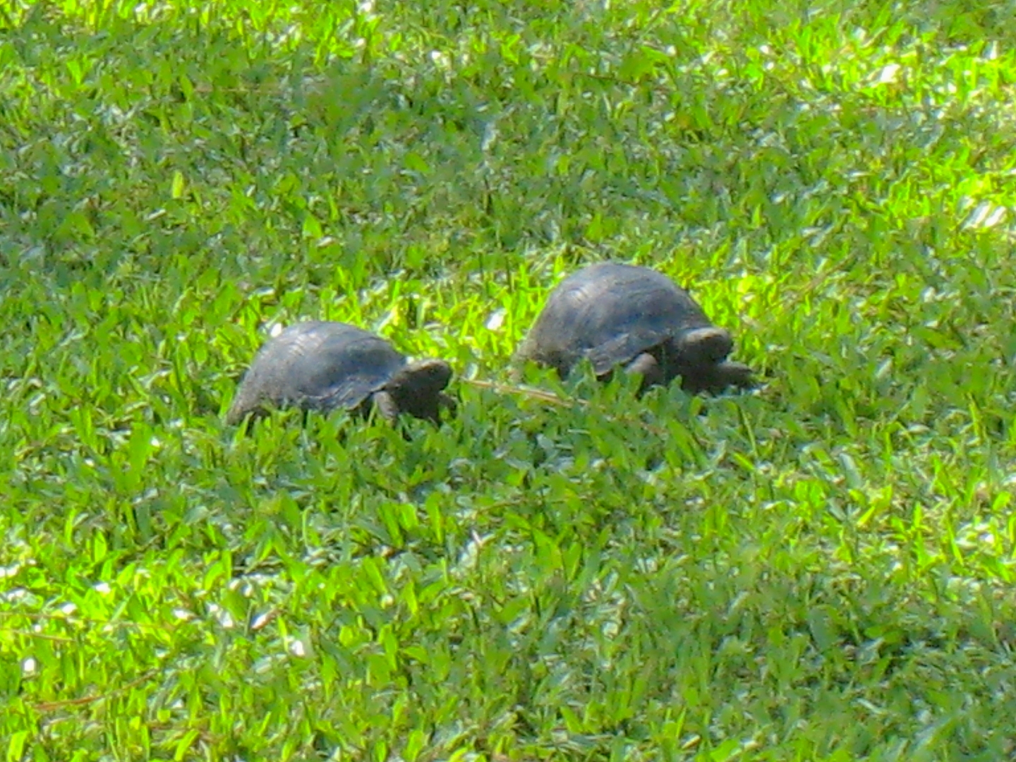 ALDABRA BREEDER