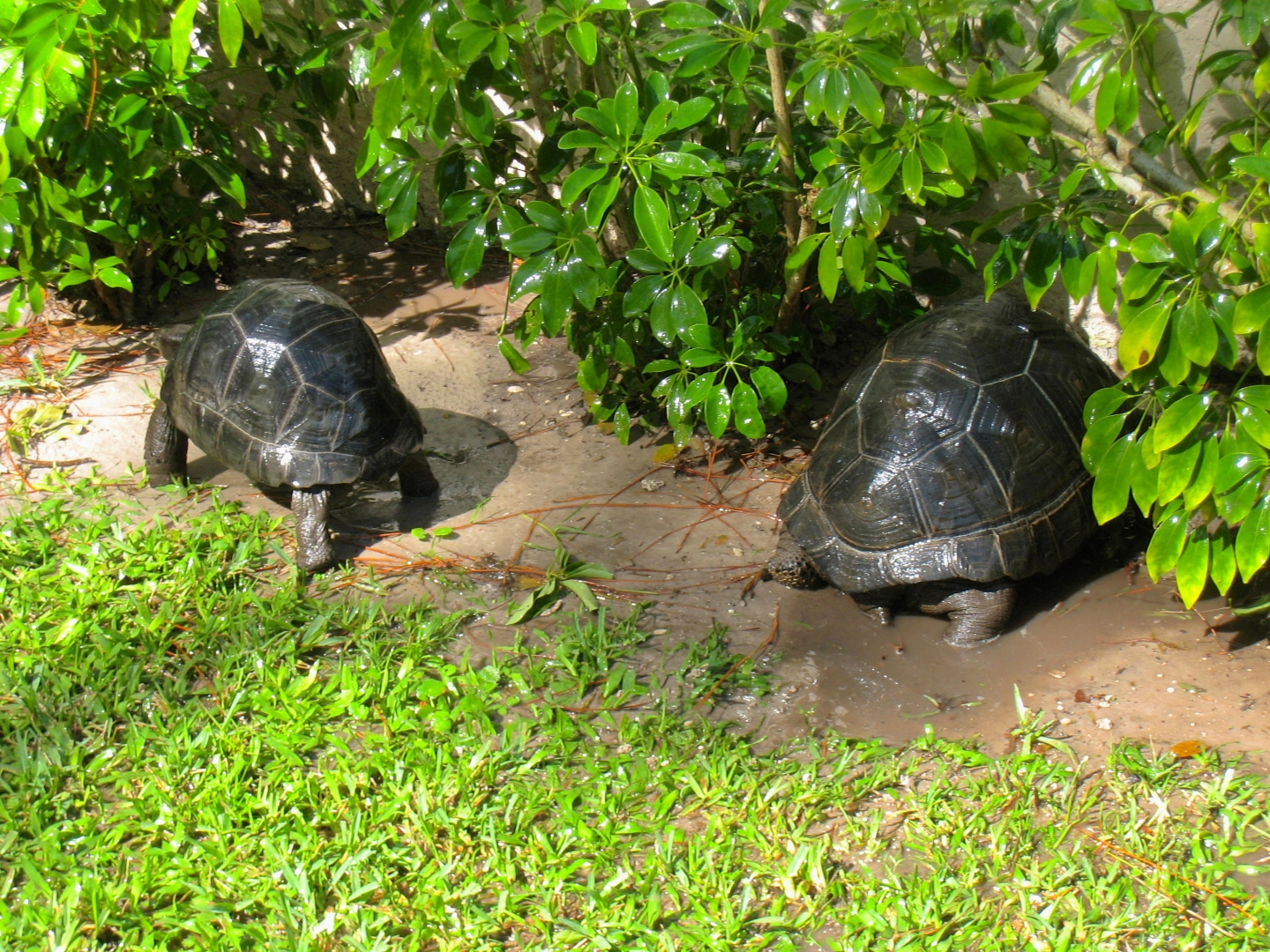 ALDABRA BREEDER