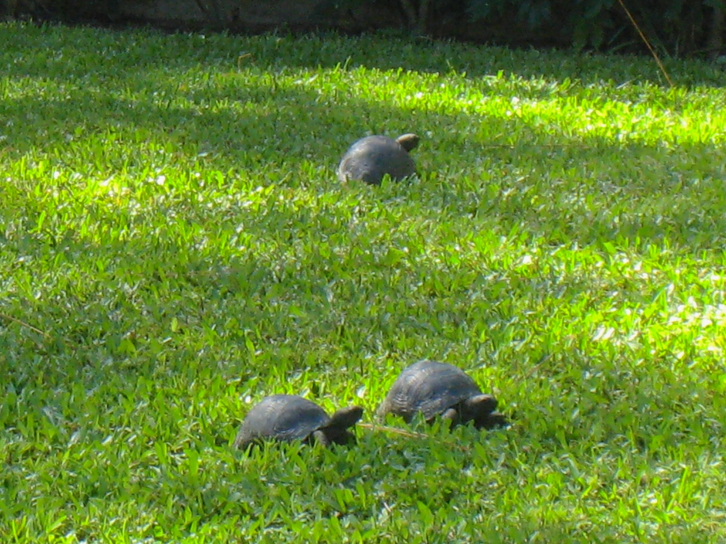 ALDABRA BREEDER