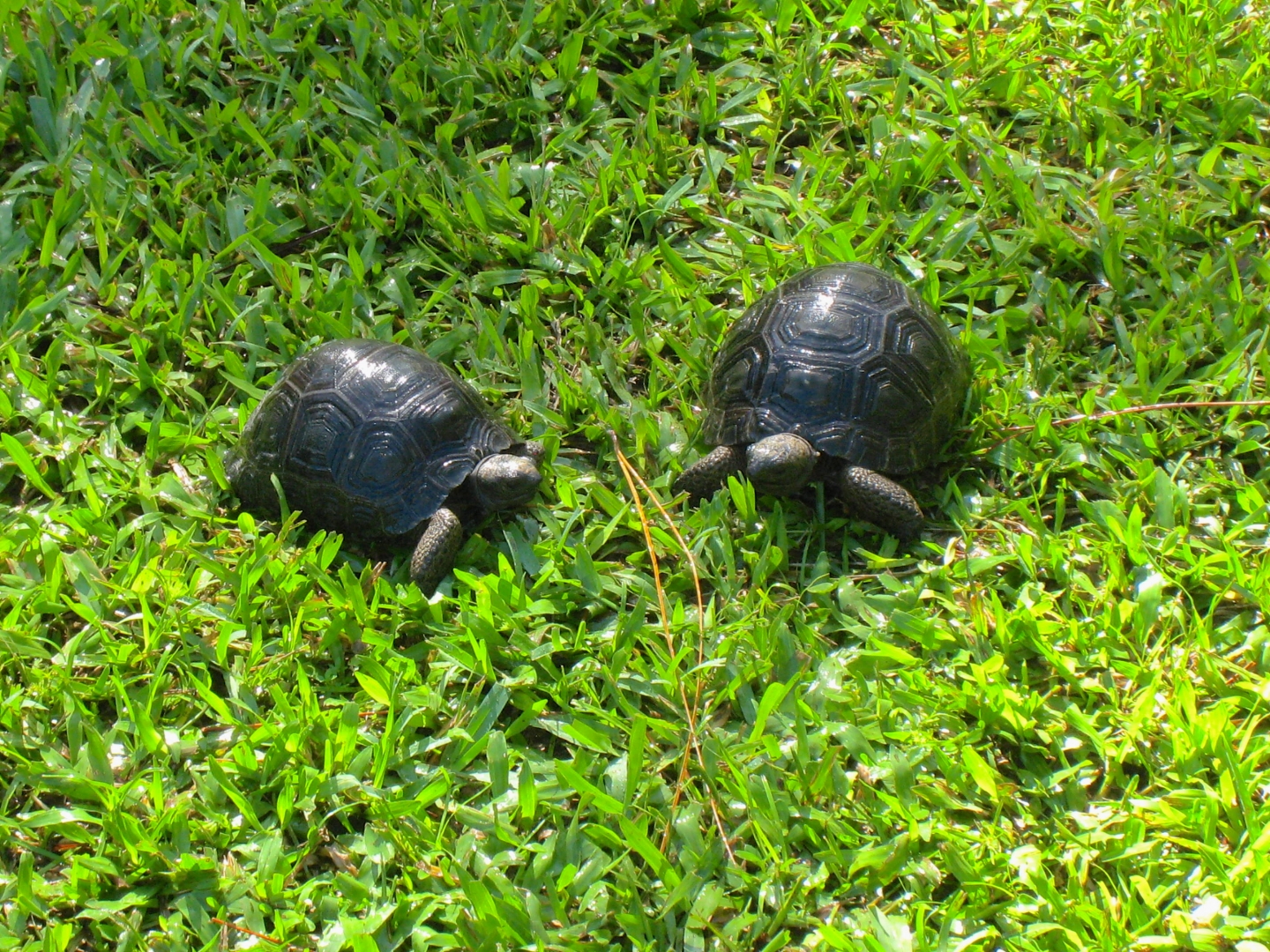 ALDABRA BREEDER