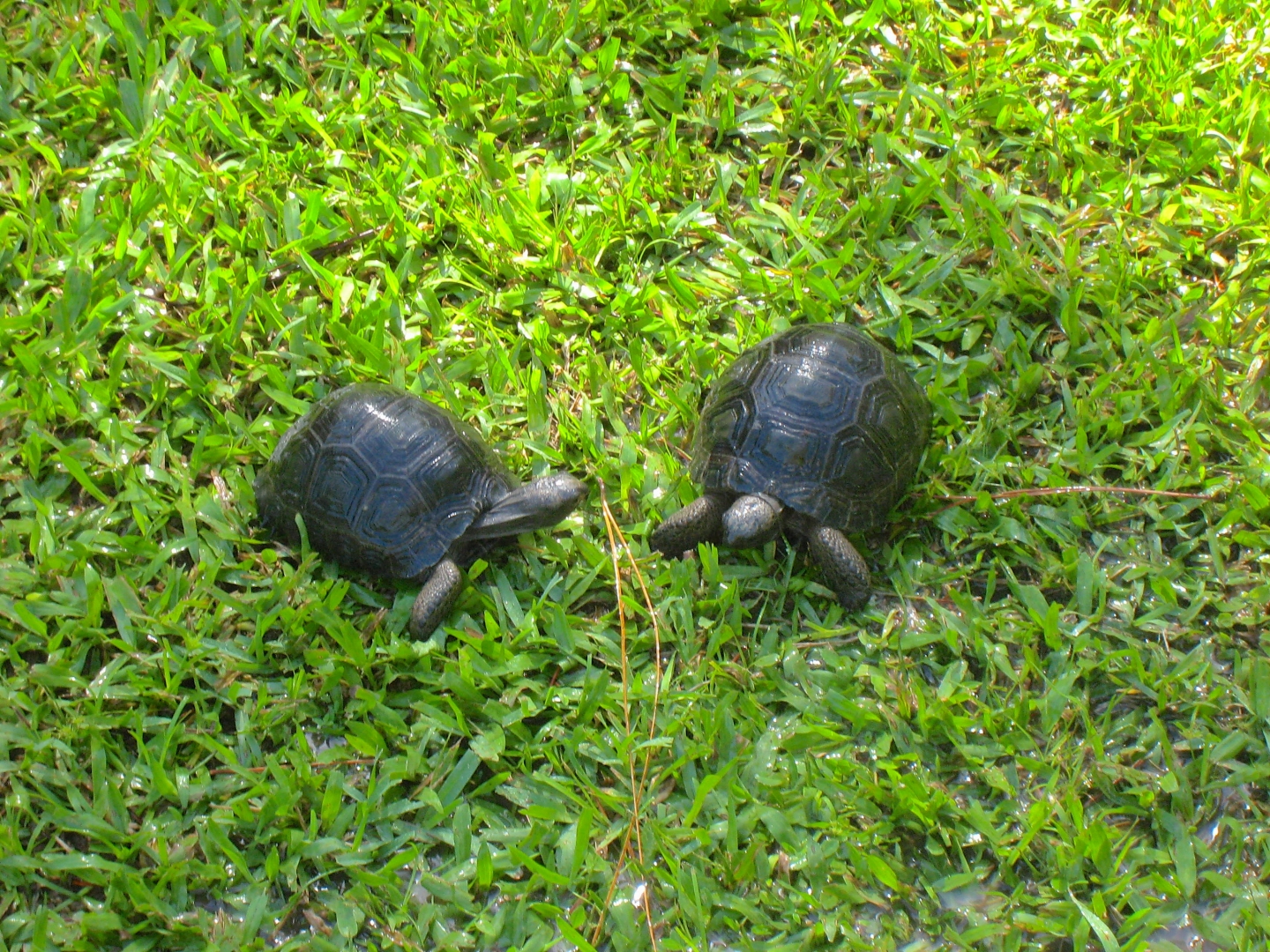 ALDABRA BREEDER