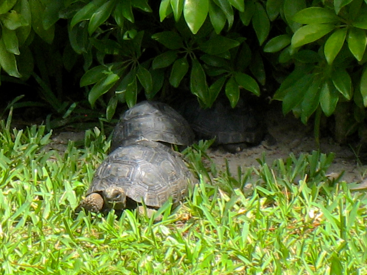 ALDABRA BREEDER