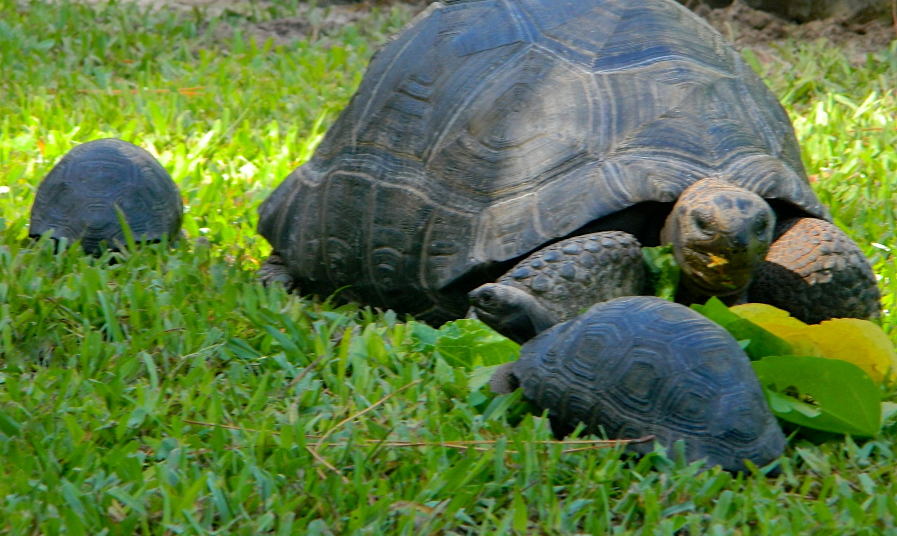 ALDABRA BREEDER